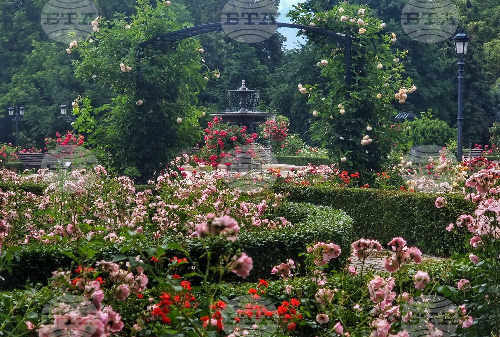 Розариум - цветя - рози