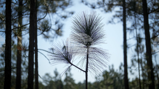Насекоми застрашават ценните ливански кедрови ядки