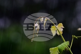 Село Йонково - дъждовно време - капки