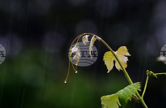 Село Йонково - дъждовно време - капки