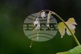 Село Йонково - дъждовно време - капки