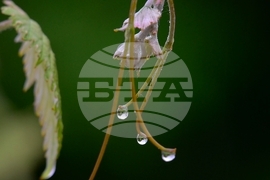 Село Йонково - дъждовно време - капки