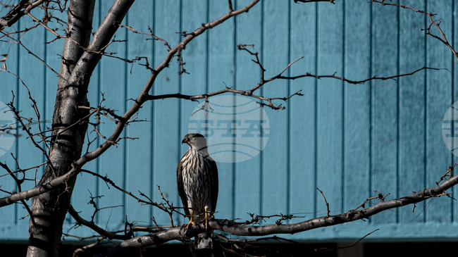 Американец, дал глътка алкохол на птица от защитен вид, беше осъден на 45 дни затвор