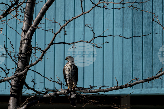 Американец, дал глътка алкохол на птица от защитен вид, беше осъден на 45 дни затвор