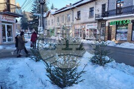 Самоков - елхи