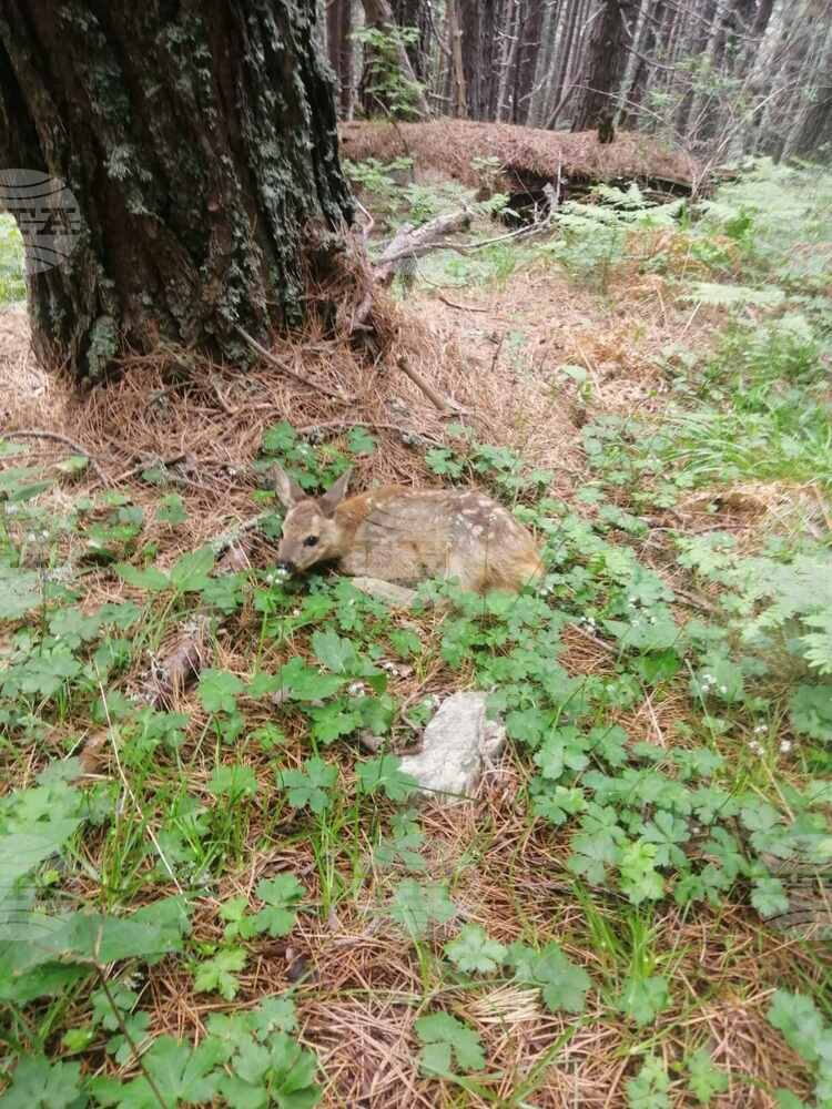 От ЮЗДП призовават туристите в планината да се радват от разстояние на животните, които срещат в планината