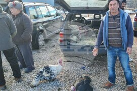 Хасково - пазар - коледни пуйки