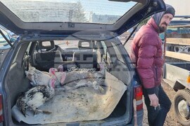 Хасково - пазар - коледни пуйки