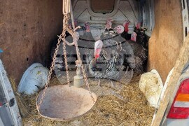 Хасково - пазар - коледни пуйки