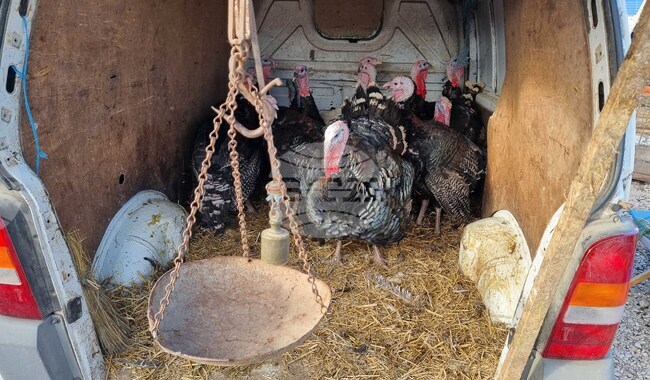 Хасково - пазар - коледни пуйки