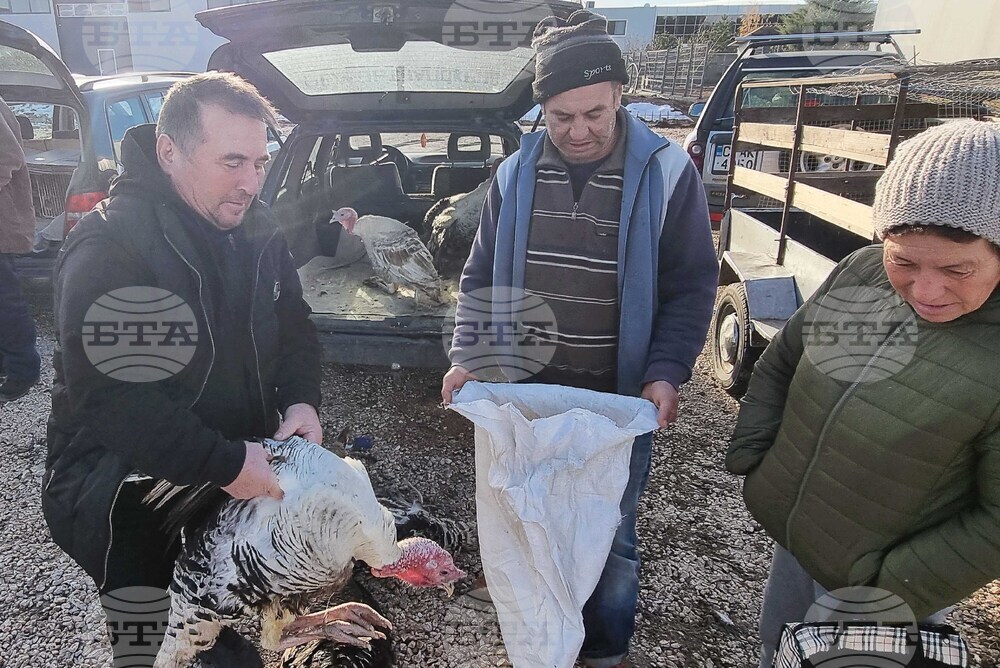 Хасково - пазар - коледни пуйки