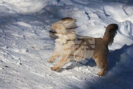 Витоша - зимен сезон - откриване