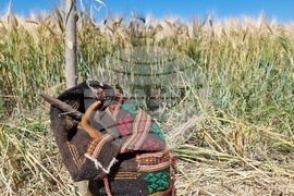 Община Тунджа - жътва - начало