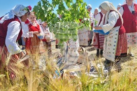 Община Тунджа - жътва - начало