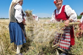 Община Тунджа - жътва - начало