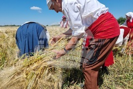 Община Тунджа - жътва - начало