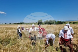 Община Тунджа - жътва - начало