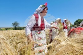 Община Тунджа - жътва - начало