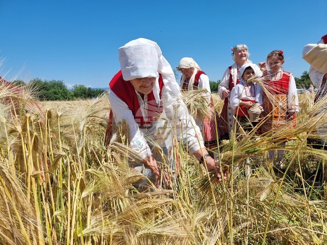 Община Тунджа - жътва - начало