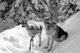 Събота на Витоша