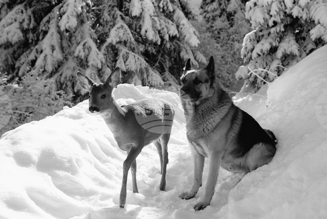 Събота на Витоша