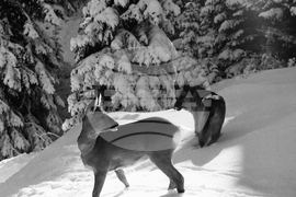 Събота на Витоша