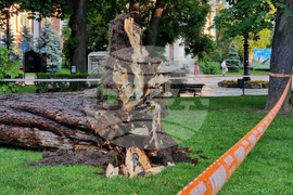 Паднало дърво - инцидент