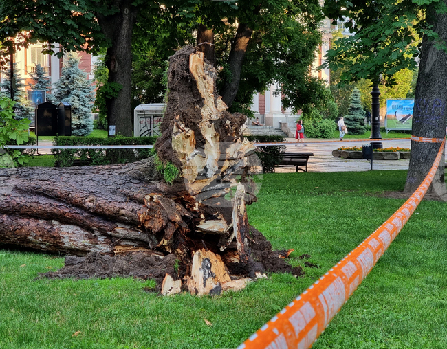 Паднало дърво - инцидент