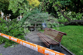 Паднало дърво - инцидент