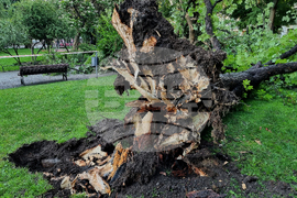 Паднало дърво - инцидент