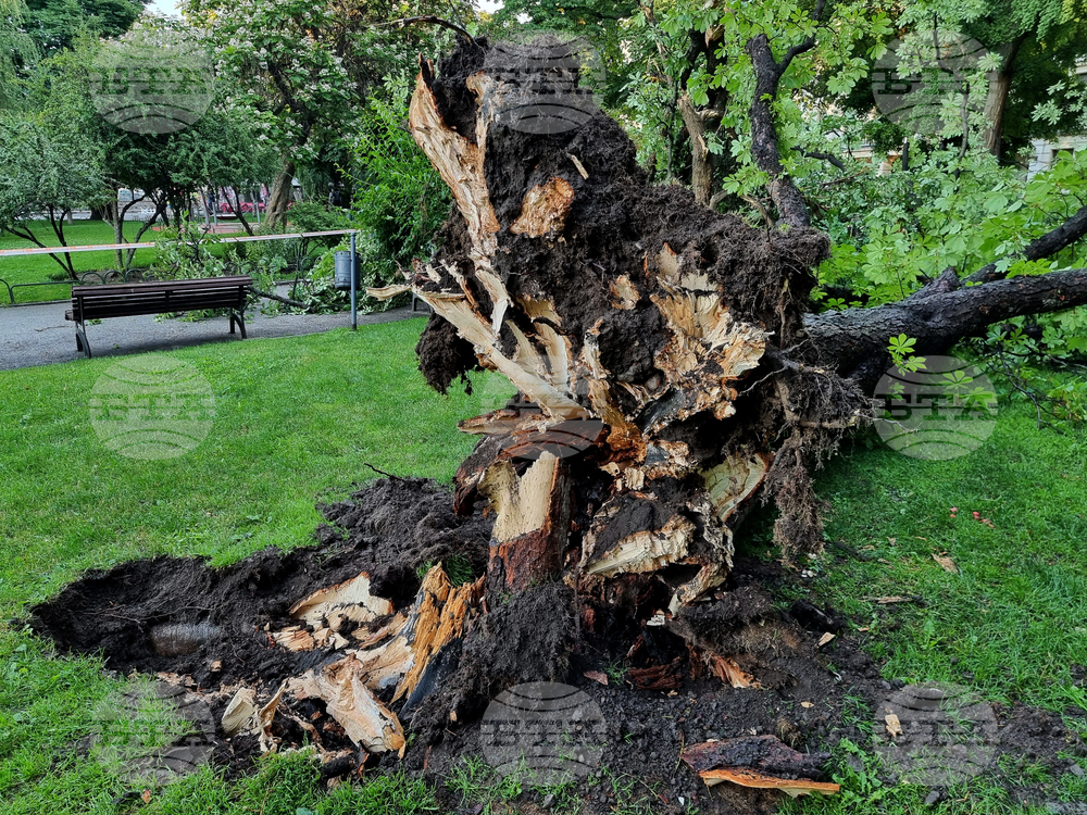 Около десет сигнала са постъпили за паднали дървета от преминалата буря в Ловешко, съобщават от полицията