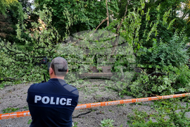 Паднало дърво - инцидент