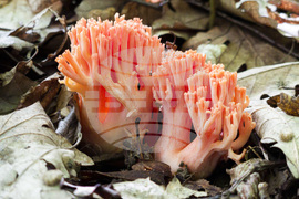 Троян - гъби