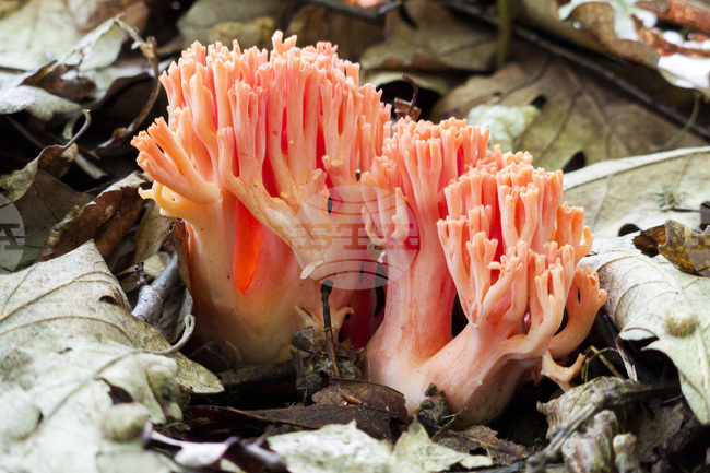 Троян - гъби