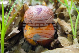 Троян - гъби