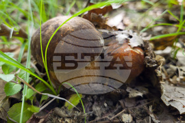 Троян - гъби