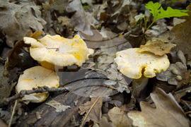 Троян - гъби