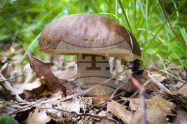 Троян - гъби