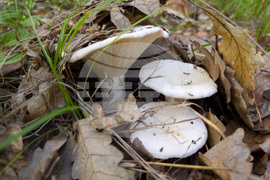 Троян - гъби