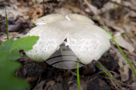 Троян - гъби