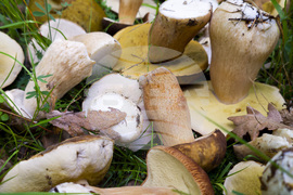 Троян - гъби