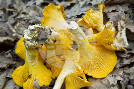 Троян - гъби