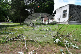 Исперих - дървета - вандализъм