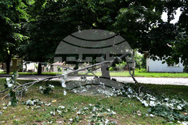 Исперих - дървета - вандализъм