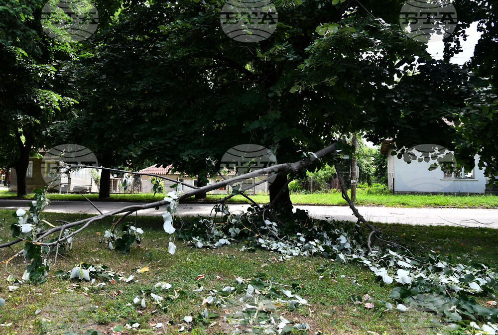 Исперих - дървета - вандализъм