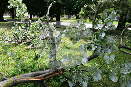 Исперих - дървета - вандализъм