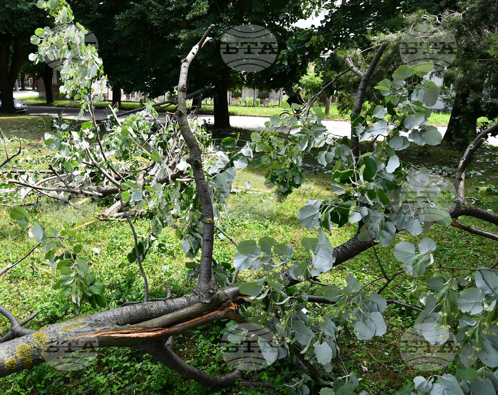 Исперих - дървета - вандализъм