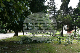 Исперих - дървета - вандализъм