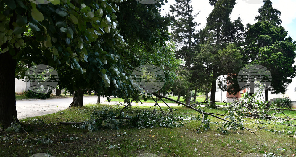 Исперих - дървета - вандализъм