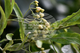 Исперих - дървета - вандализъм